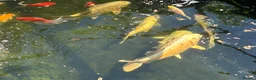 Koi Carp fish for sale: Pond fish in Southampton - Advert 4