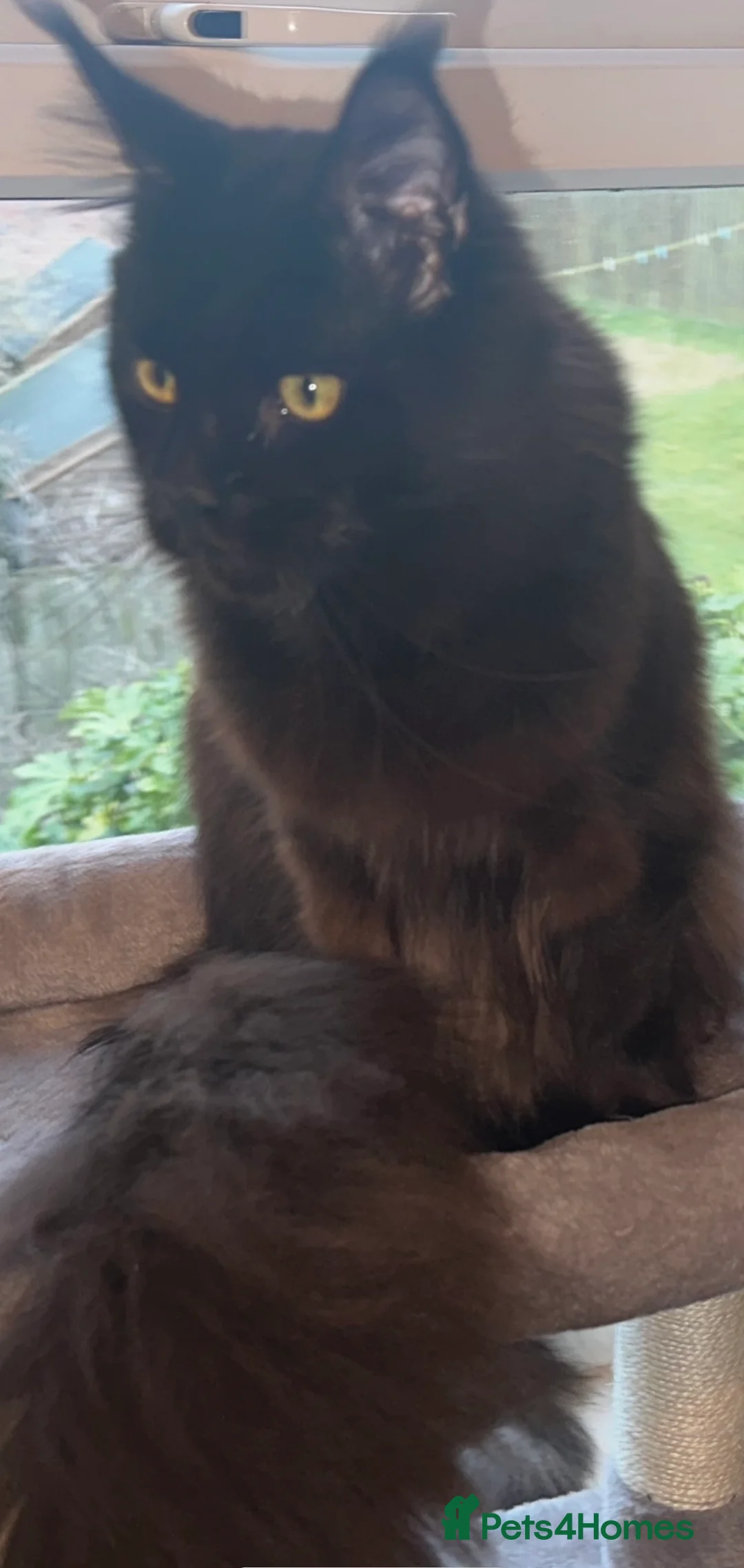 Maine Coon cats for stud: proven Maine Coon Stud  in Brampton - Advert 4