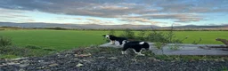 Border Collie dogs for sale: 1 cute border collie pup left, Ready to go now!  - Advert 4