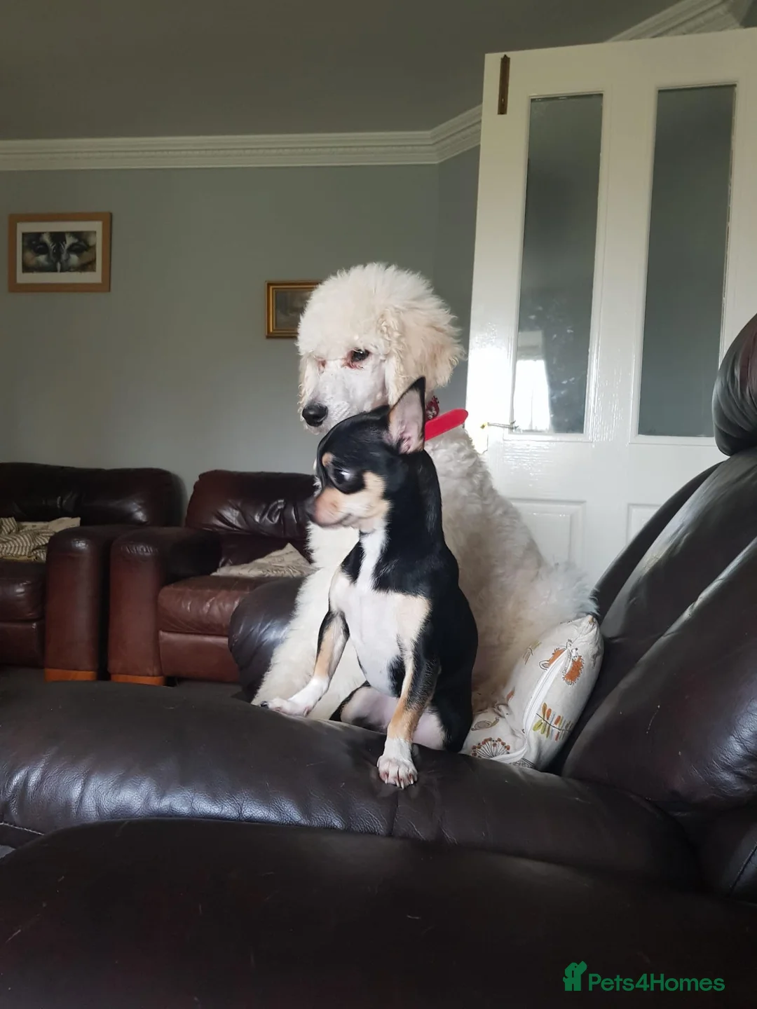 Standard Poodle dogs for stud: KC Registered standard poodle stud - Advert 7