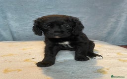 Mixed Breed dogs for sale: Cocker Spaniel cross Cavapoo Pups - Image 9