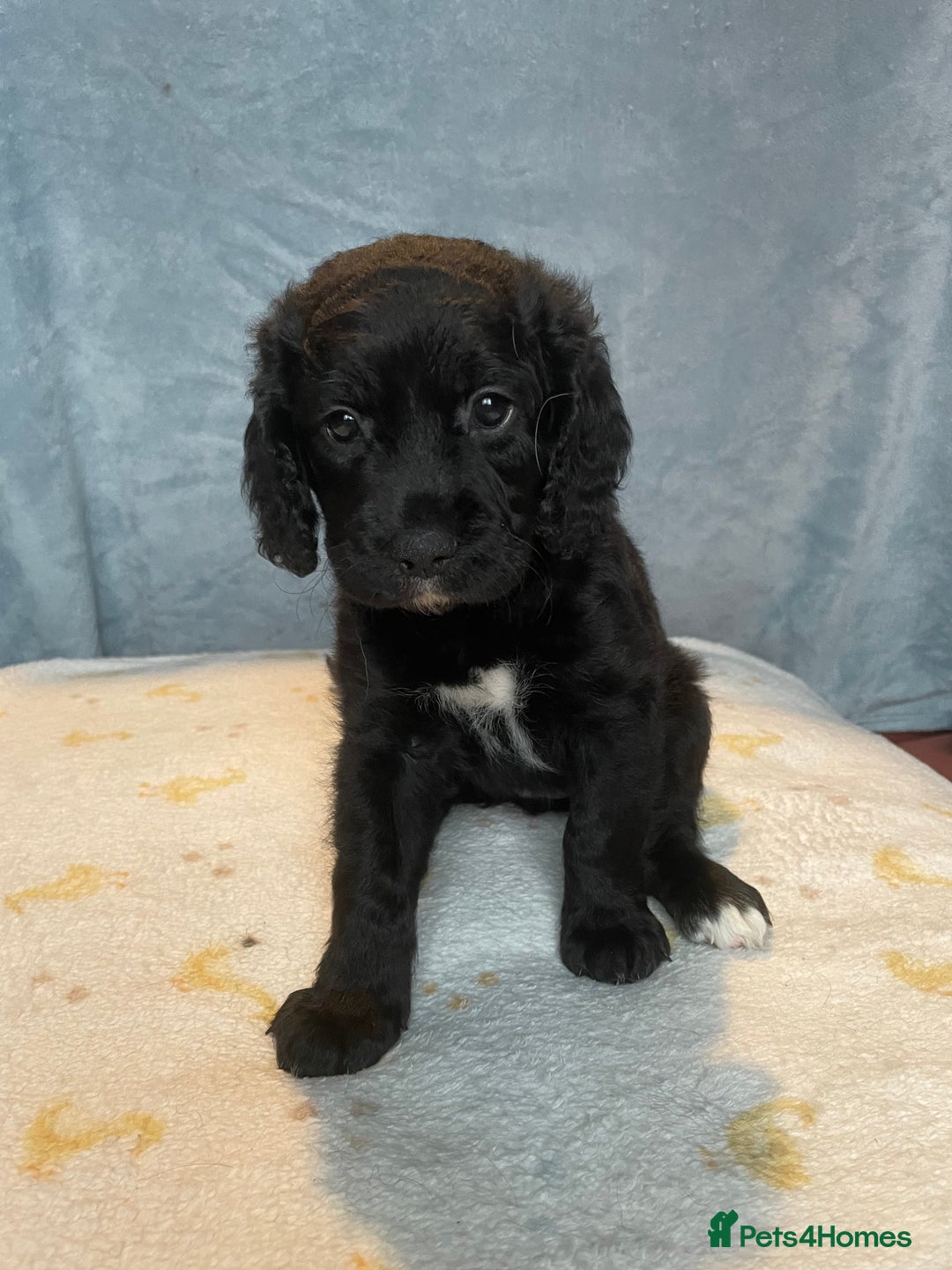 Mixed Breed dogs for sale: Cocker Spaniel cross Cavapoo Pups - Image 9