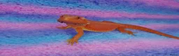 Bearded Dragon reptiles for sale: Orange Beardy & Vivarium 🧡Bearded Dragon/Vivarium - Advert 10