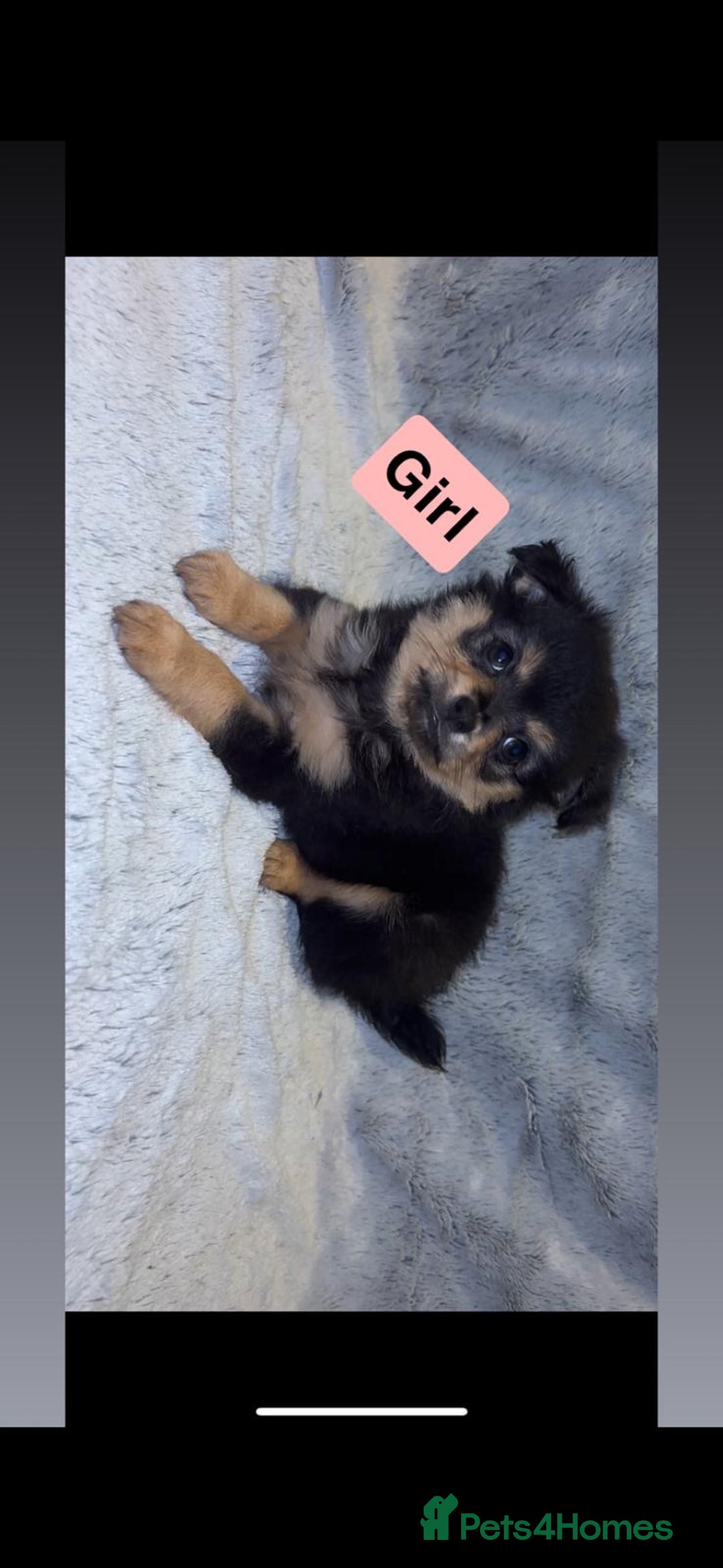 Pomchi dogs for sale: Beautiful Pomch puppies - Advert 5