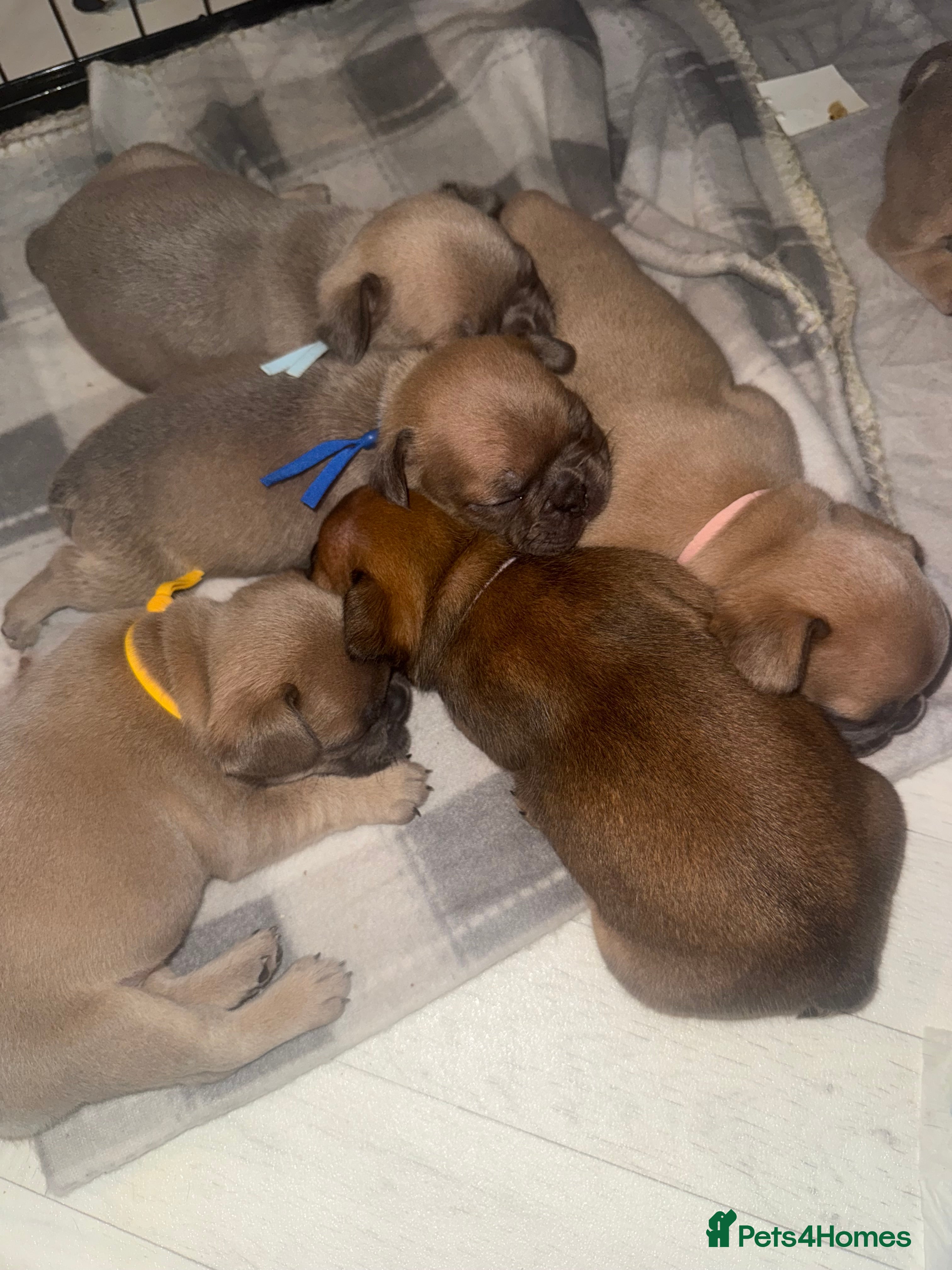 French Bulldog dogs French Bulldog puppies - Advert 9