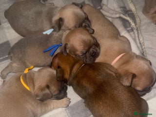 French Bulldog dogs French Bulldog puppies - Advert 3