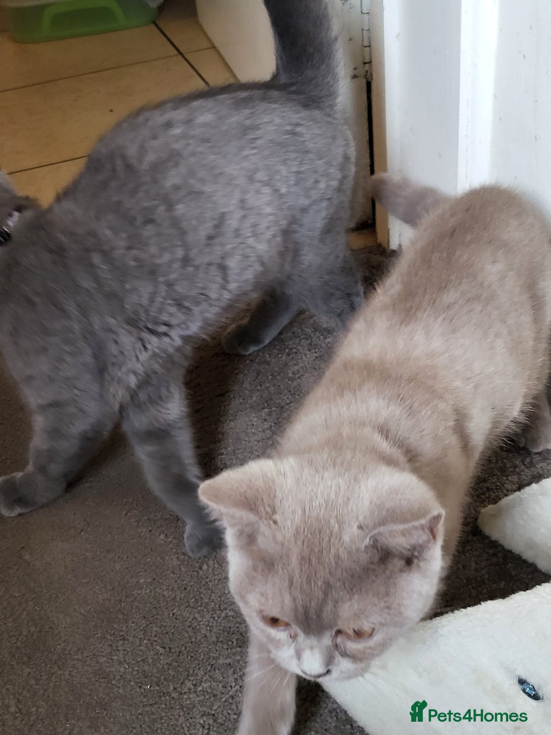 British Shorthair cats for sale: British short-hair  - Image 4