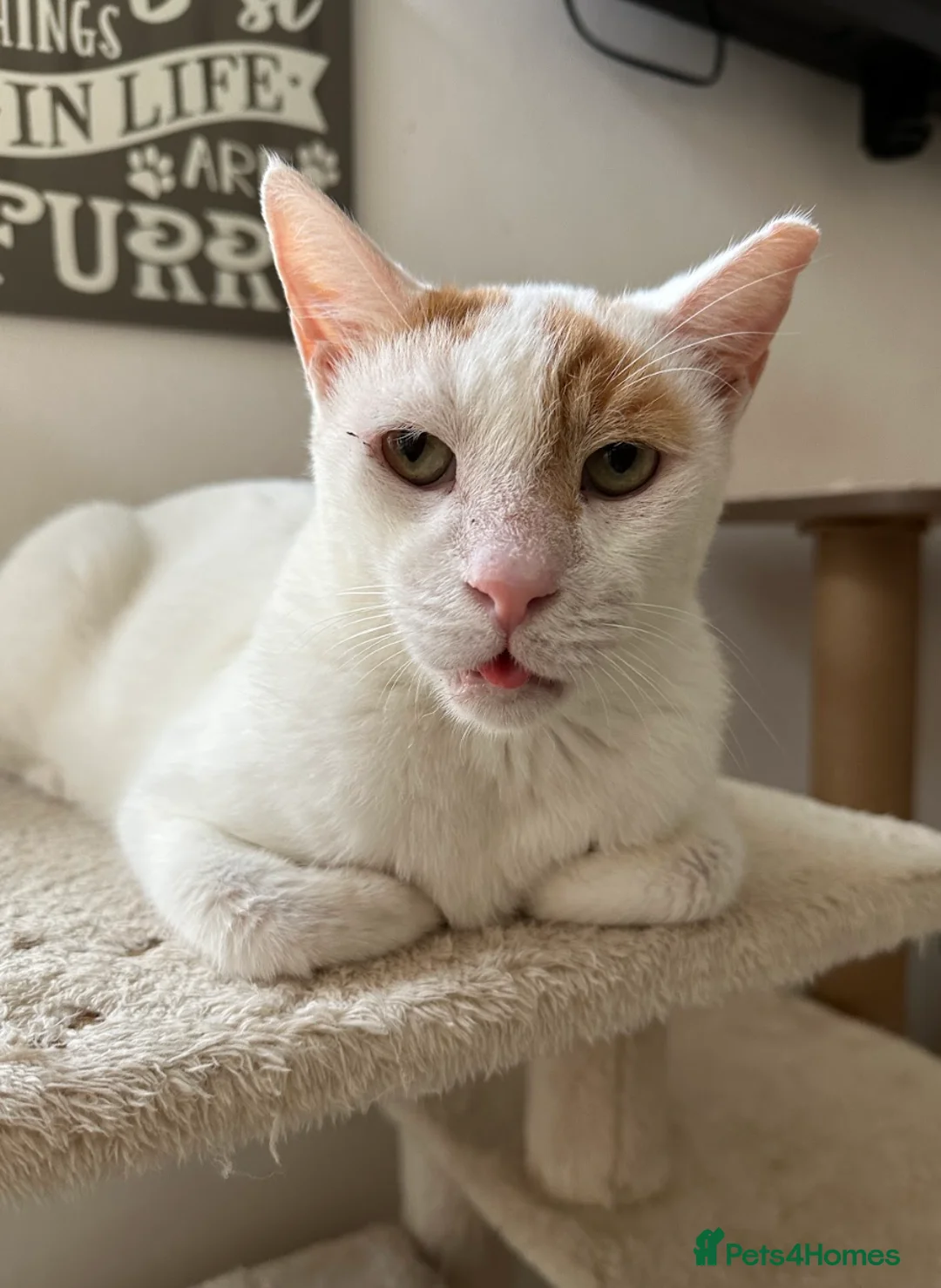 Mixed Breed cats for adoption: Male Adult Rescue Cat for Indoor Adoption - Advert 12