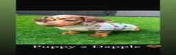 Miniature Dachshund dogs for stud: chocolate boy carries fluffy gene for stud  - Advert 18
