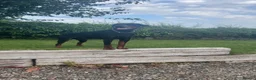 Dobermann dogs for stud: Proven Stud Service Available – Rocco - Advert 2