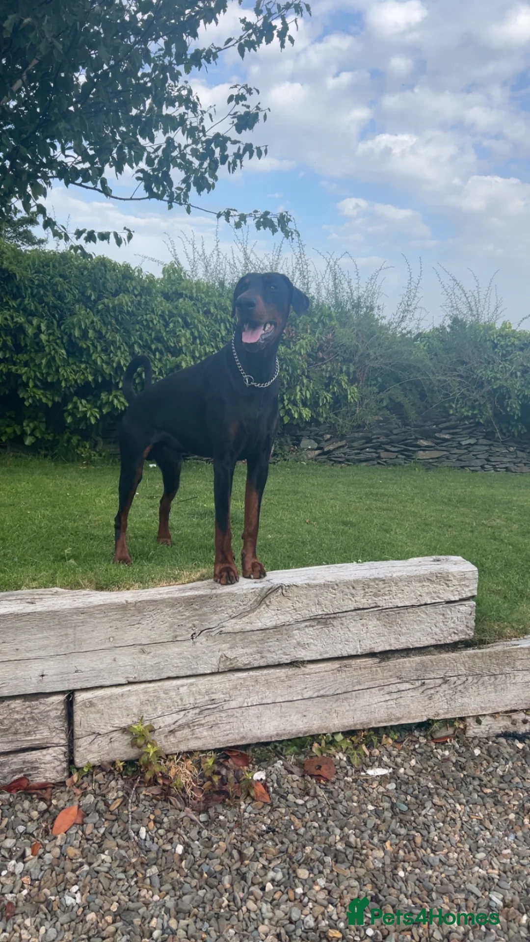 Dobermann dogs for stud: Proven Stud Service Available – Rocco - Advert 2