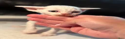 Devon Rex cats for sale: 😻 Devon rex Kittens available 😻❤️ - Advert 28