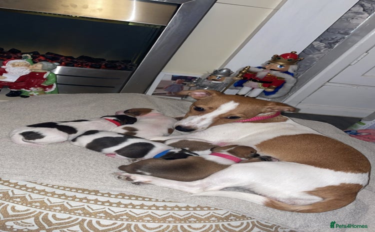 Jack Russell dogs Lady & The Tramp Jack Russell Terriors  - Advert 14