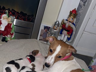 Jack Russell dogs Lady & The Tramp Jack Russell Terriors - Advert 17