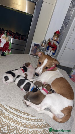 Jack Russell dogs Lady & The Tramp Jack Russell Terriors - Advert 14