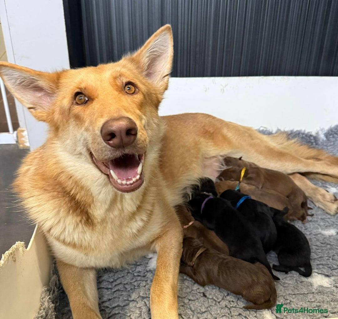 German Shepherd dogs for sale: Stunning German Shepherd X Puppies  - Advert 2