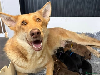 German Shepherd dogs Stunning German Shepherd X Puppies - Advert 8