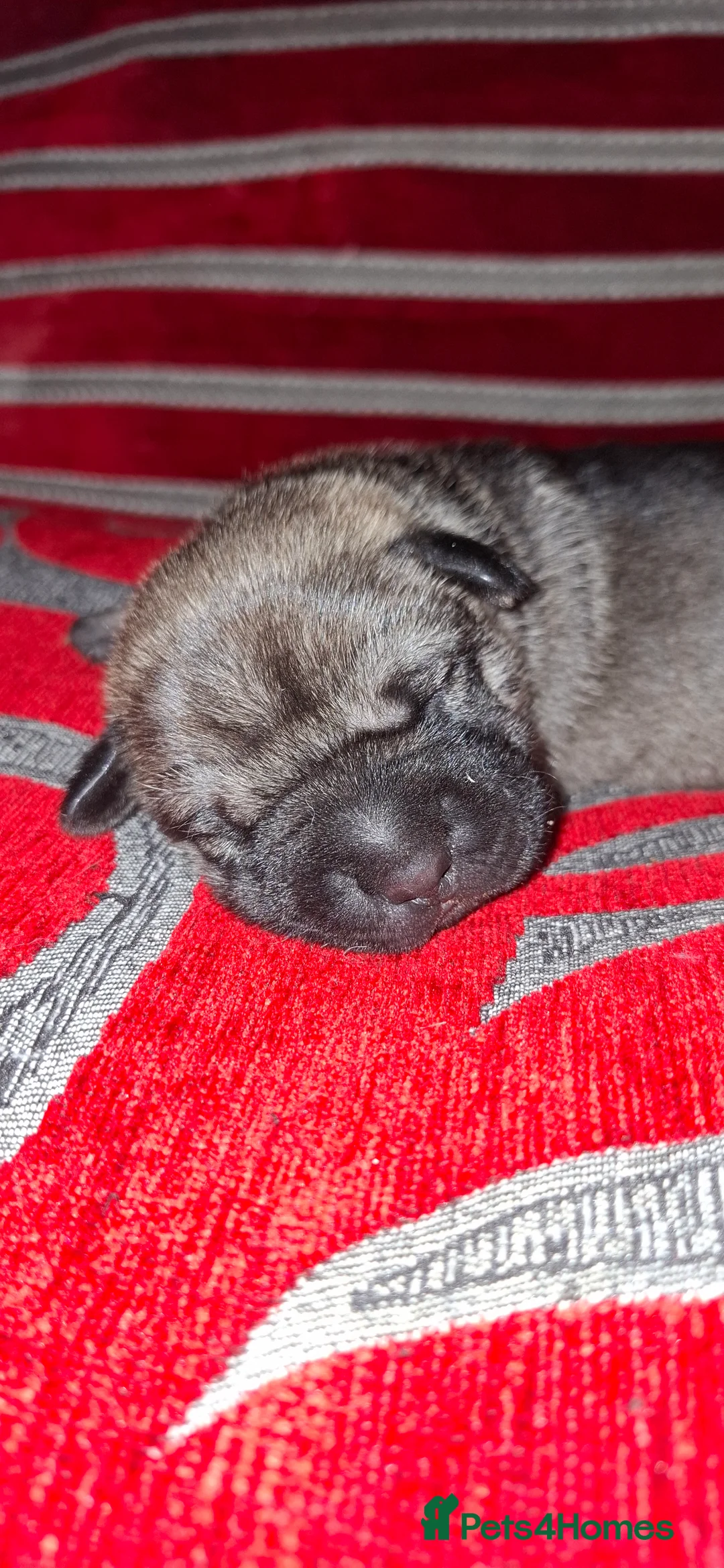 Mixed Breed dogs for sale: Rus-A-Pei ( Rare ) - Advert 19