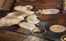 Ragdoll cats for sale: Beautiful ragdoll kittens for sale  - Advert 16