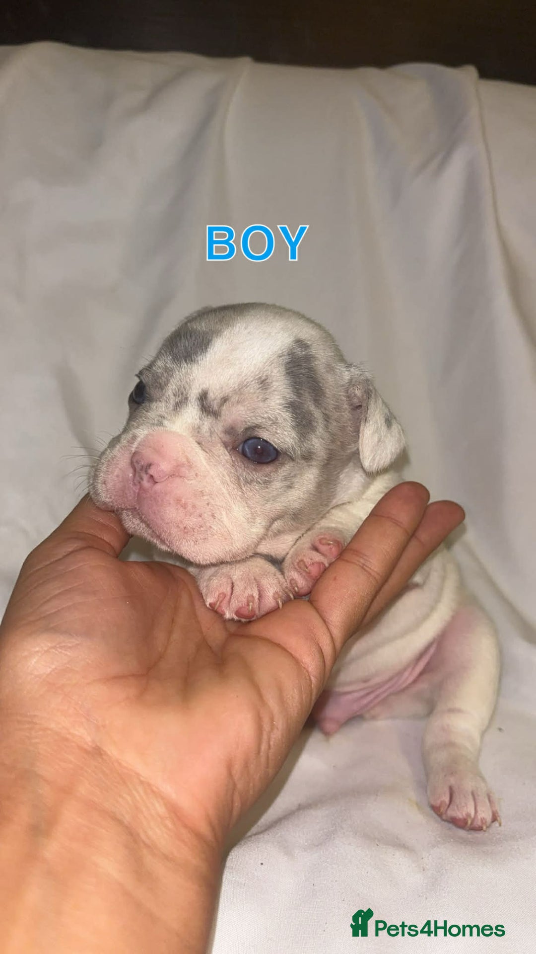 French Bulldog dogs for sale: French bullDog pups - Advert 6