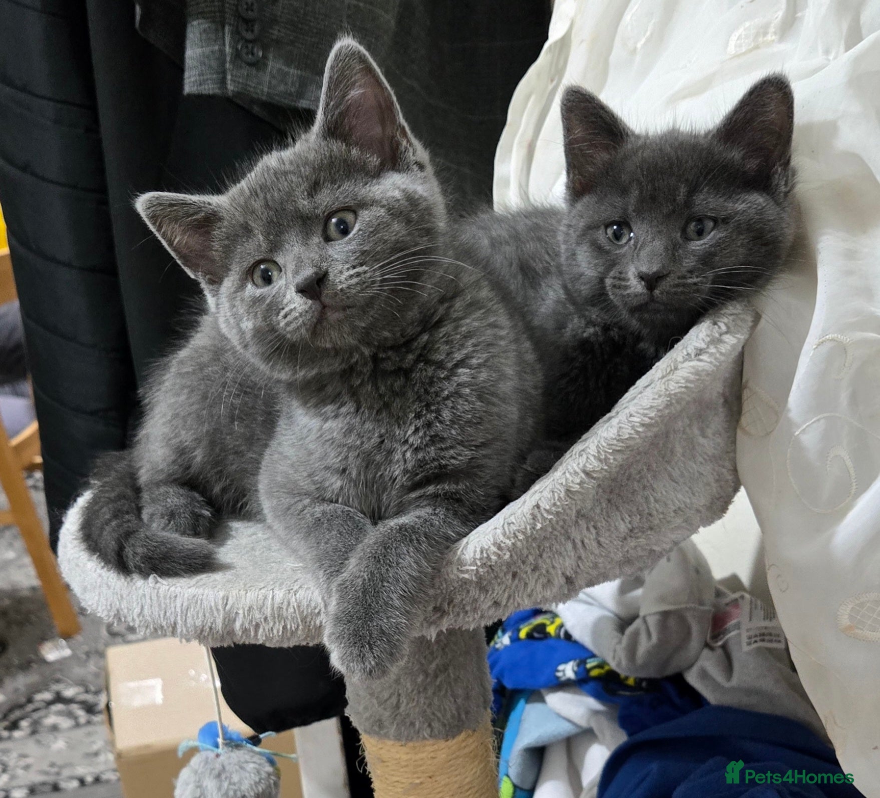 British Shorthair cats Beautiful litter of five ready for their new homes - Advert 4