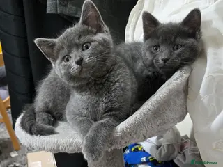 British Shorthair cats Beautiful litter of five ready for their new homes - Advert 16