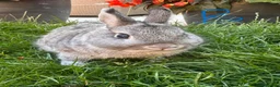 Netherland Dwarf rabbits for sale: Netherland Dwarf Rabbits For Sale - Advert 14