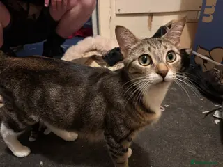 Domestic Shorthair cats 7 Kittens for Sale - Advert 7