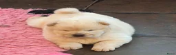 Chow Chow dogs for sale: Kc reg chow chow pups  - Advert 10