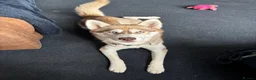 Mixed Breed dogs for sale: Siberian husky and Alaskan malamute - Advert 3