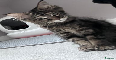 Maine Coon cats - Advert 14