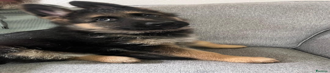German Shepherd Puppy 1