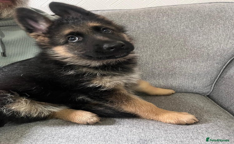 German Shepherd dogs - Advert 1