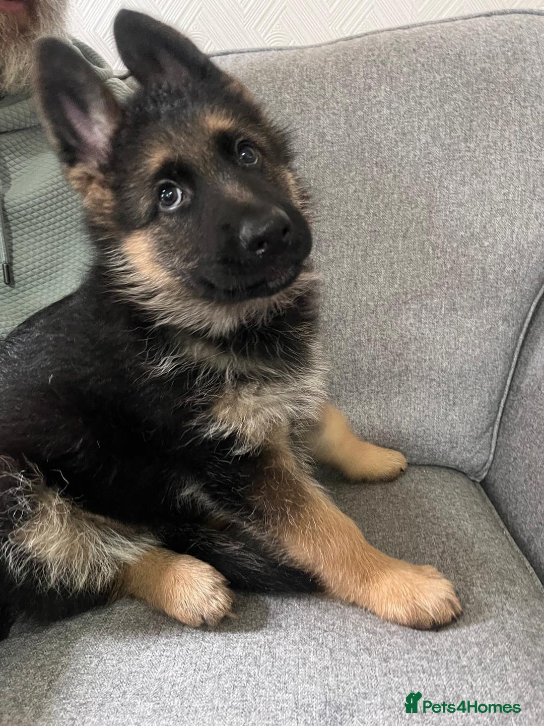 German Shepherd dogs for sale: Beautiful KC Registered German Shepherd Pups  - Image 1