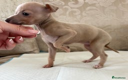Italian Greyhound dogs for sale: Looking for new home  - Image 2