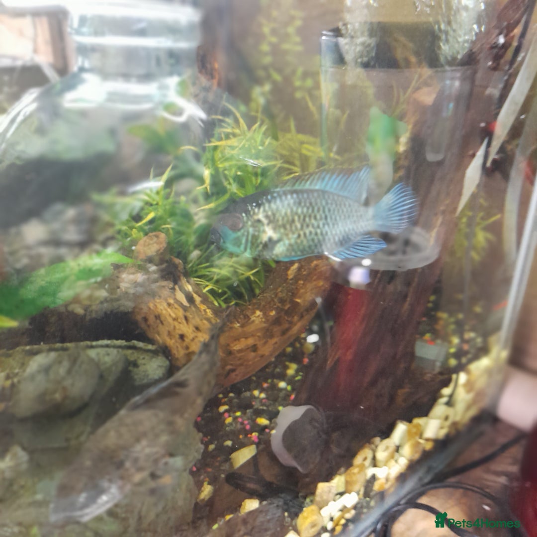 Gecko reptiles for sale: Geckos Fish Frogs full setups - Image 15