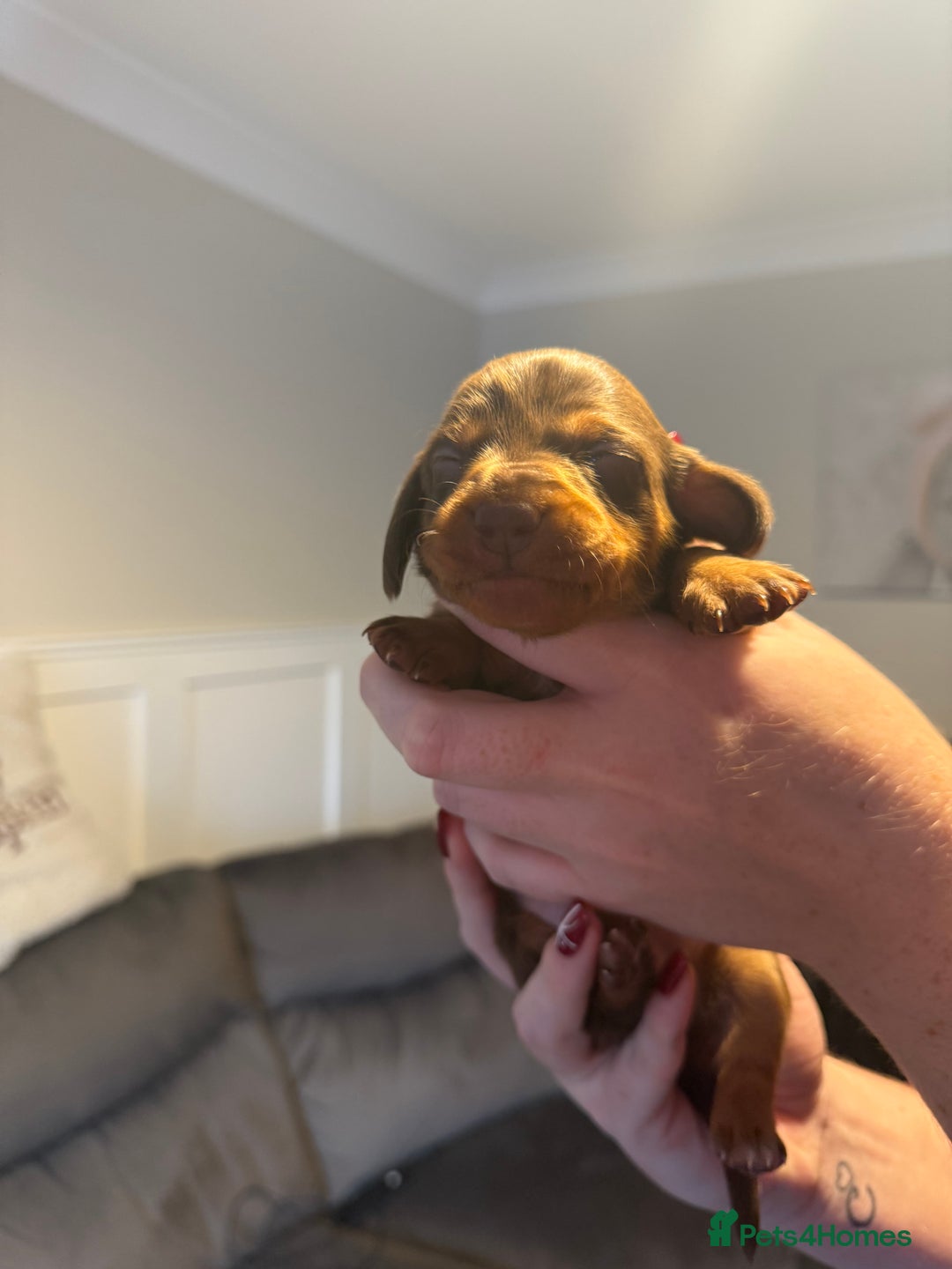 Miniature Dachshund dogs for sale: Miniature Dachshund puppies  - Advert 6