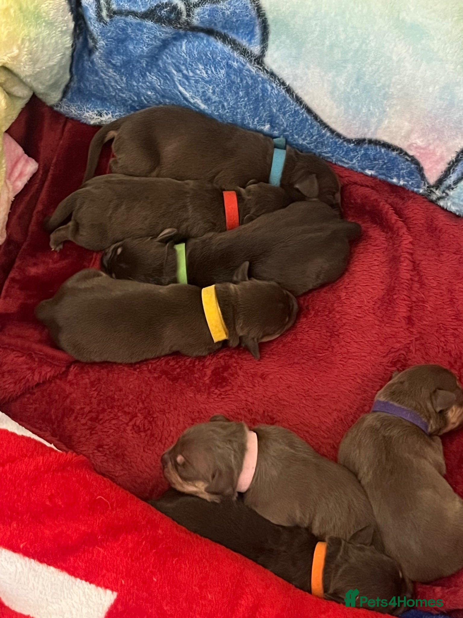Mixed Breed dogs 7 Beautiful French wiener pups  - Advert 13