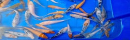 Koi Carp fish for sale: 2 to 4 inch Mixed Koi Carp Fry: young pond fish - Advert 12