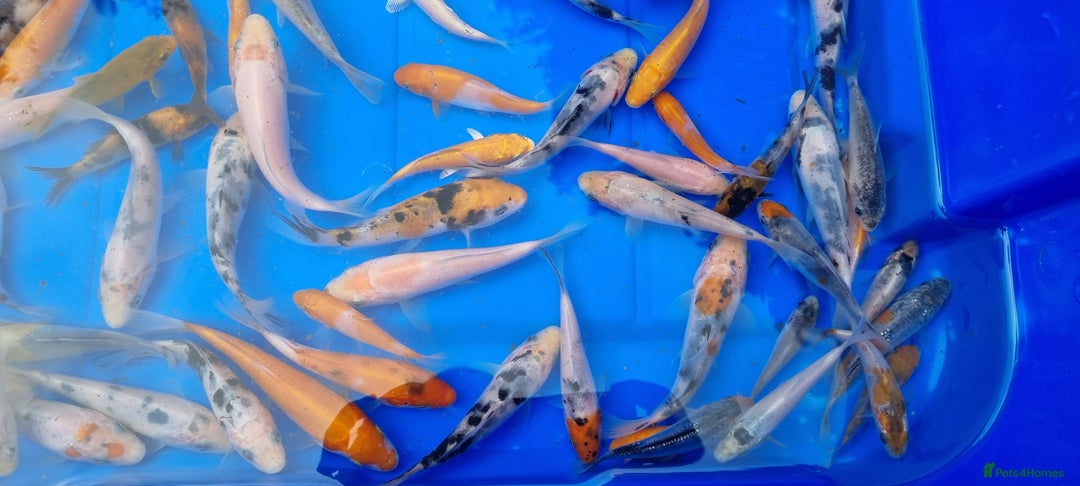 Koi Carp fish for sale: 2 to 4 inch Mixed Koi Carp Fry: young pond fish - Image 12