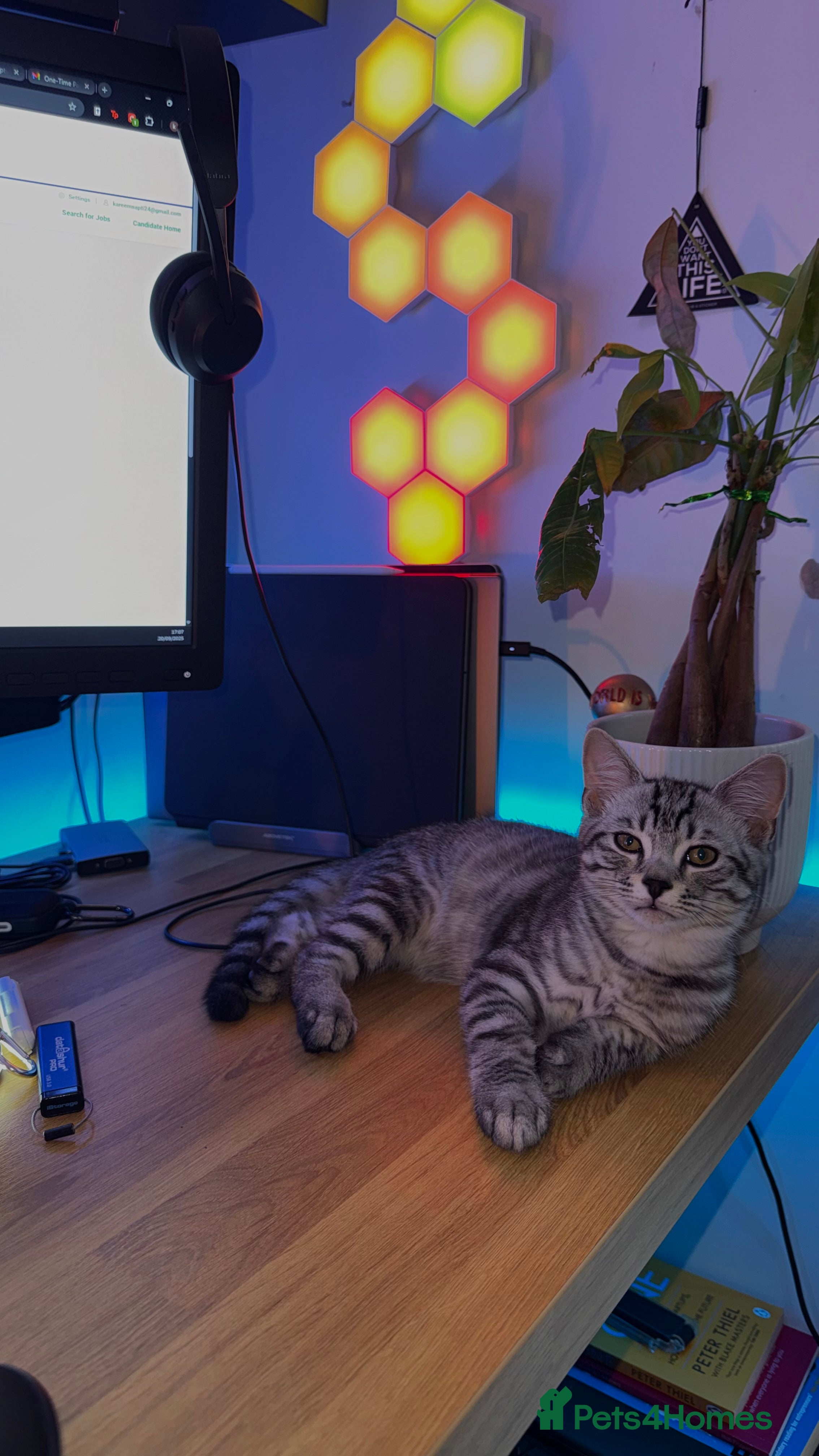 American Shorthair cats Stunning American Shorthair – Silver Tabby - Advert 1