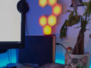 American Shorthair cats Stunning American Shorthair – Silver Tabby - Advert 1