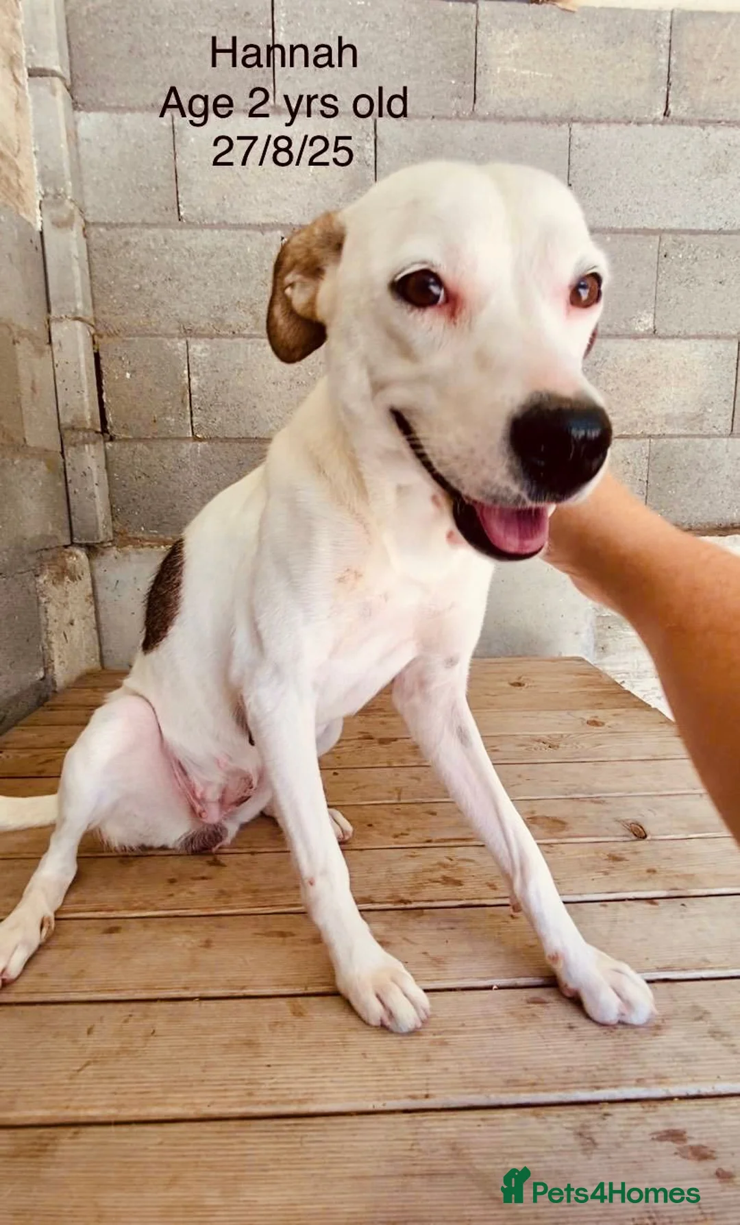 Mixed Breed dogs for adoption: Hannah, 2-3 yrs old. Available for adoption. - Advert 23