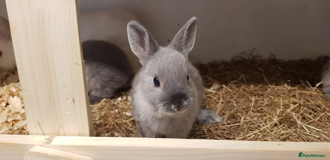 Netherland Dwarf rabbits for sale: Pure netherland dwarfs from BRCregistered parents in Pontypridd - Advert 12