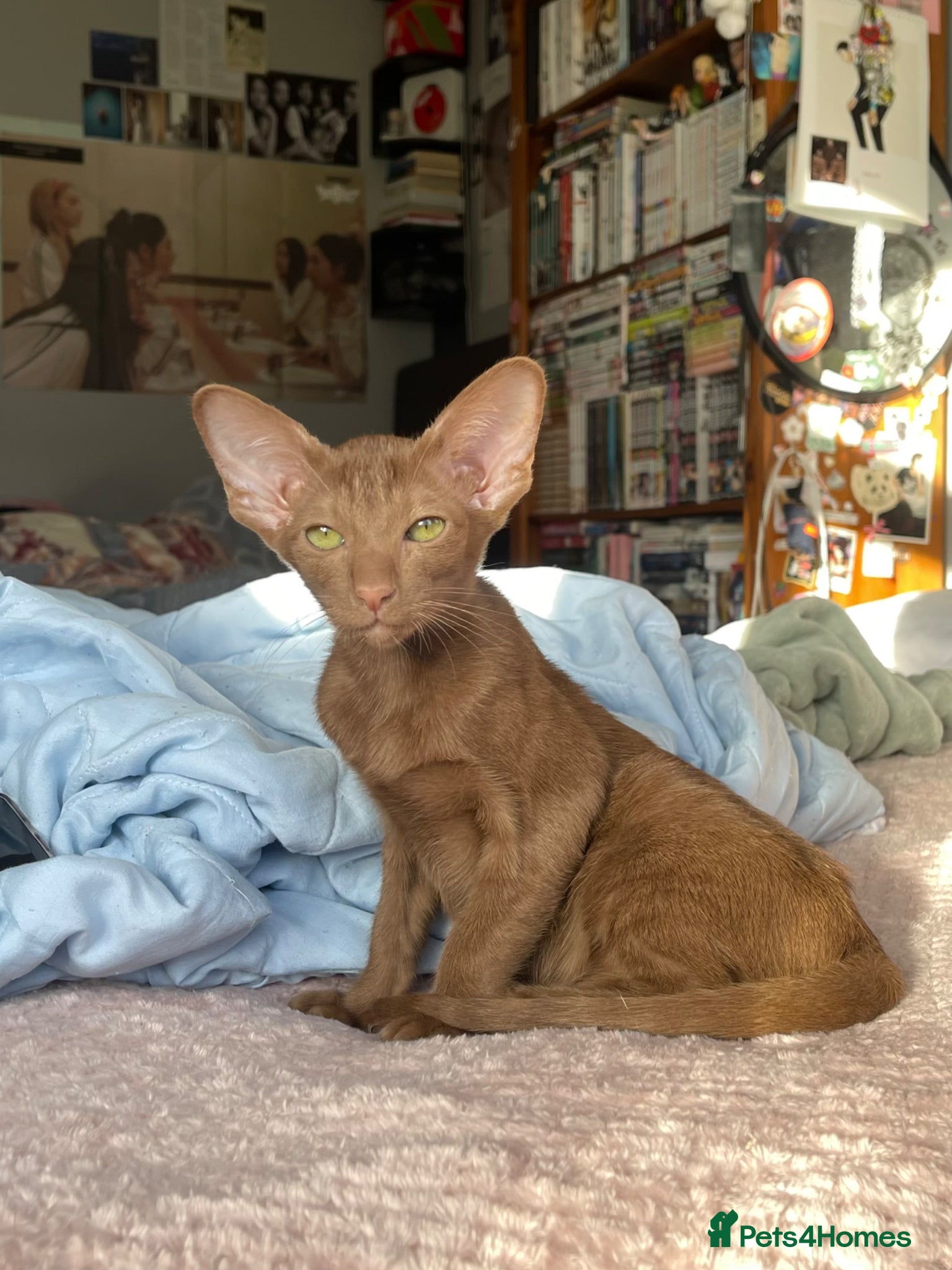 Oriental cats for sale: Oriental shorthair  - Advert 4