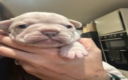 French Bulldog dogs for sale: Quality Frenchbull dogs - Image 9
