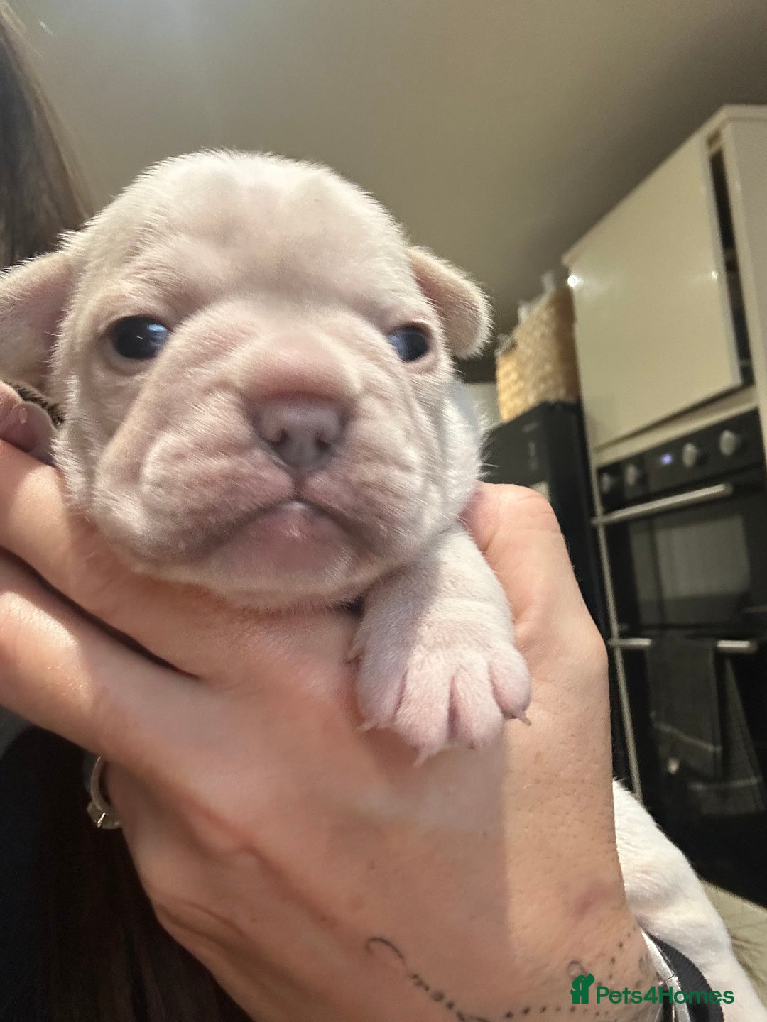 French Bulldog dogs for sale: Quality Frenchbull dogs - Image 9