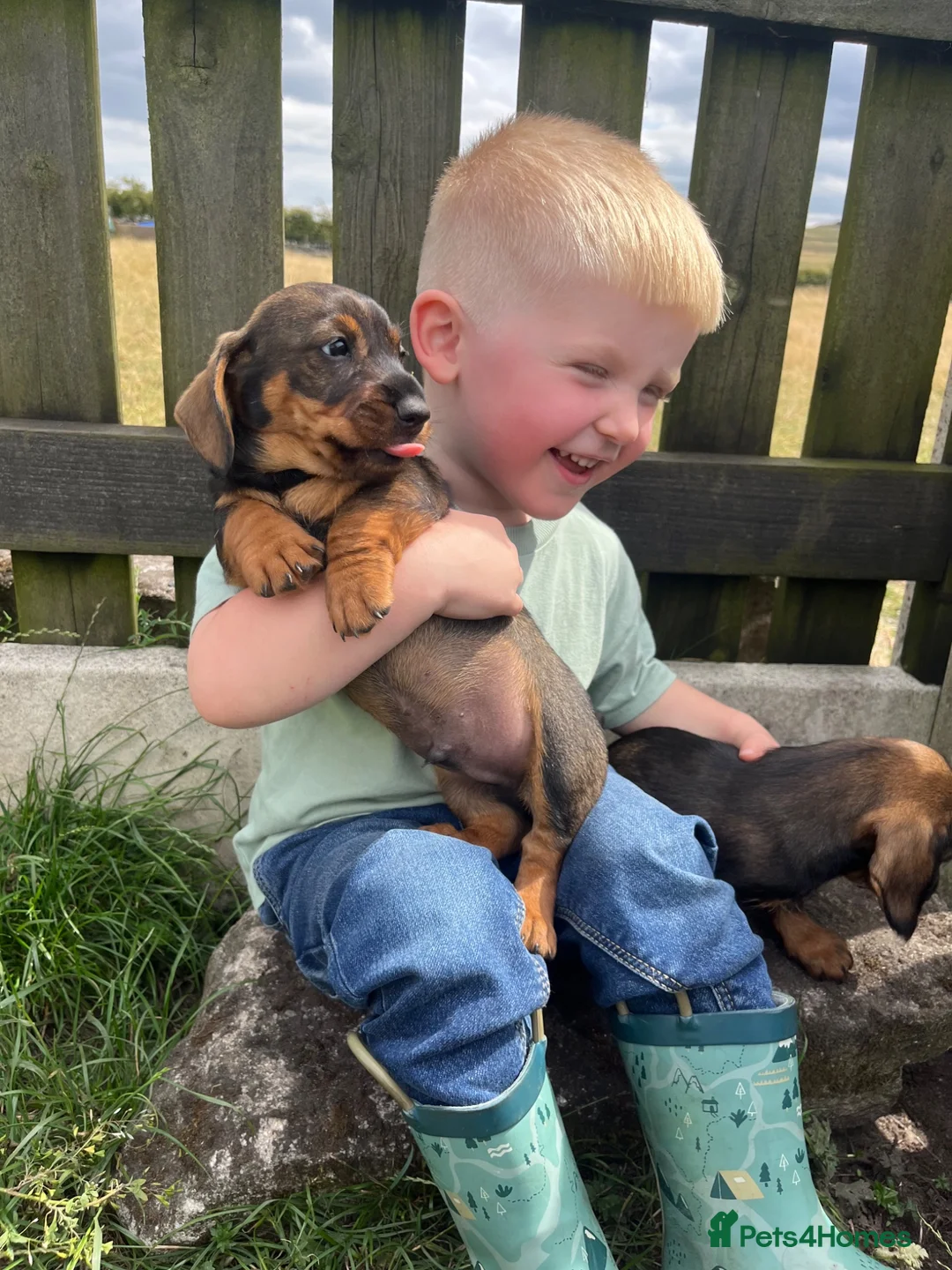 Dachshund dogs for sale: 6 stunning wire haired  puppies for 5⭐️ 🏡 in Keighley - Advert 1