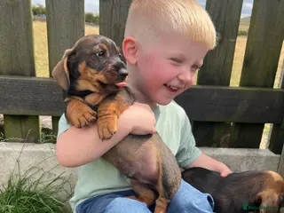 Dachshund dogs 6 stunning wire haired puppies for 5⭐️ 🏡 - Advert 14