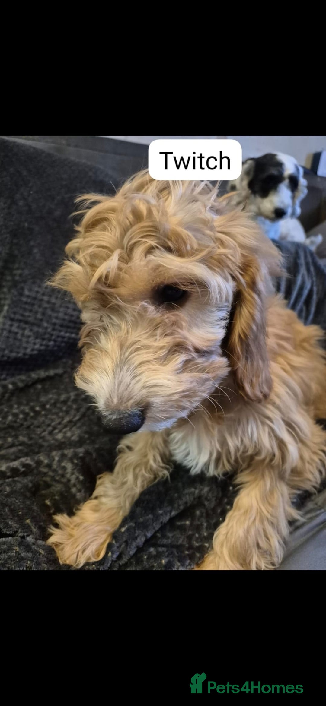 Irish Doodle dogs for sale: 3 Male Toy Irish Doodle 2nd vac  READY TO GO ! - Image 3